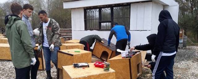 В Адыгее волонтеры готовят мастер-классы и помогают бездомным животным