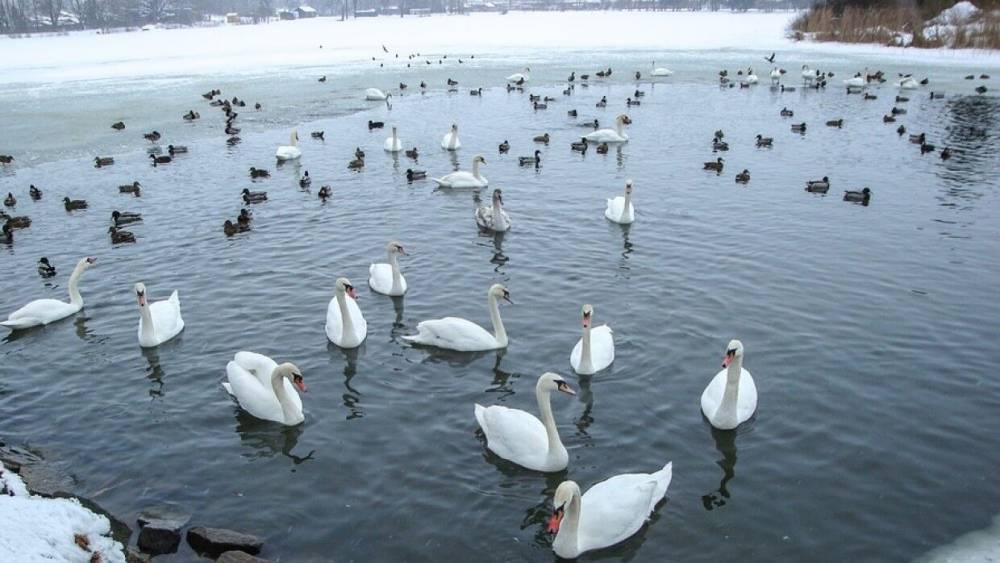 Птичий грипп обнаружили у лебедей в Ростовской области