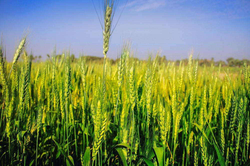 Хлеб всему голова: пшеница спасла сельхозпоказатели Воронежской области