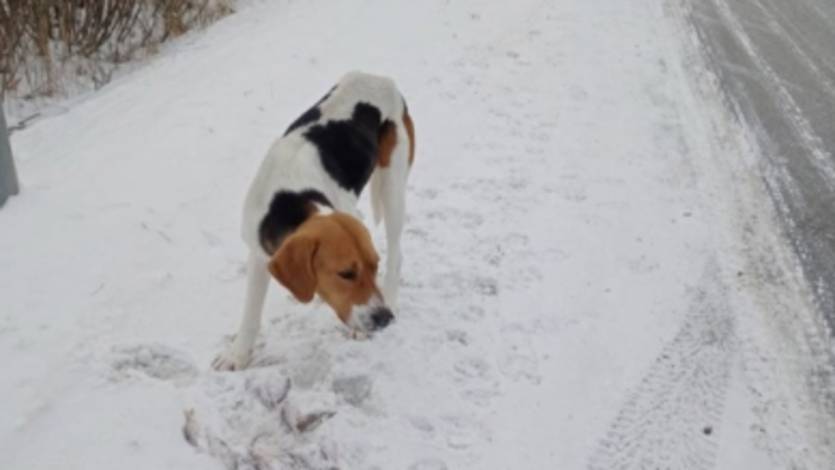 Тюменские лесники нашли на трассе потерявшуюся собаку