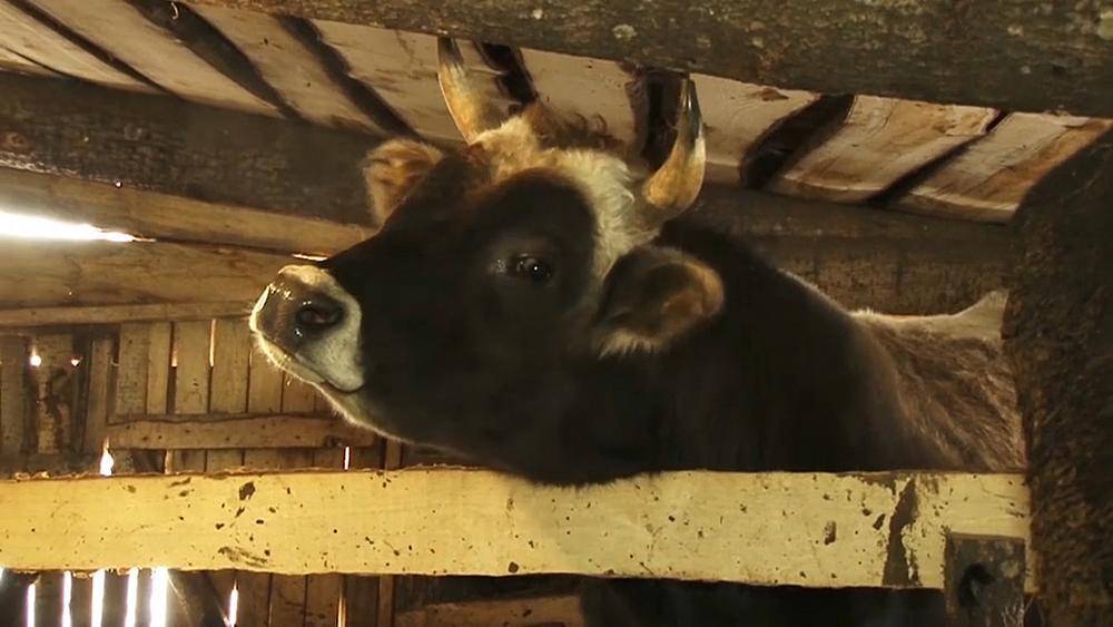 Приют для коров в Татарстане