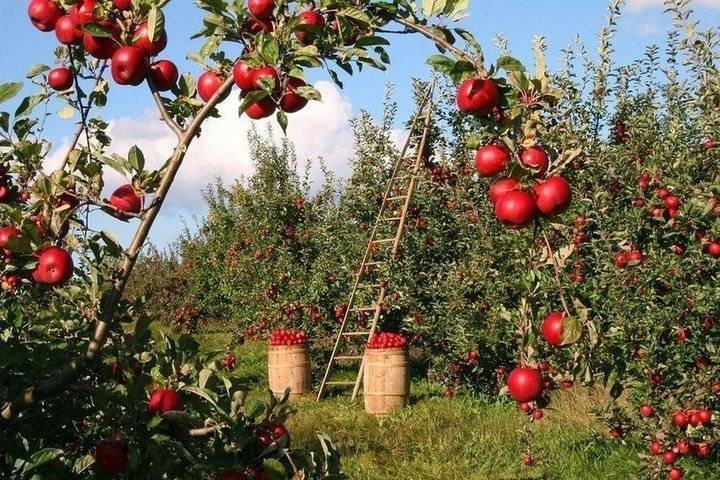 В Татарстане выручка в сельхозотрасли за год выросла на 16,4 млрд рублей