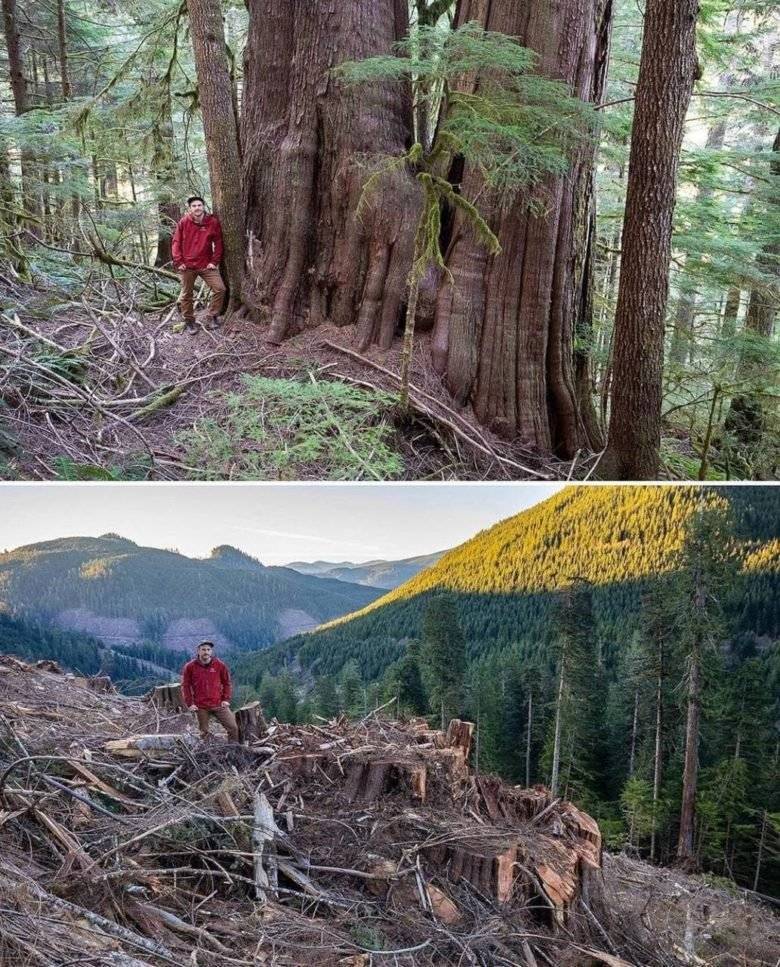В Канаде уничтожили тысячелетний кедровый лес: активисты показали масштаб трагедии