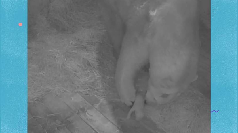 Новогоднее чудо: в ростовском зоопарке впервые за 32 года родился белый медведь