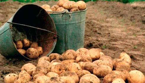 Украина - страна с одним из наибольших дефицитов картофеля в мире - экономист ФАО