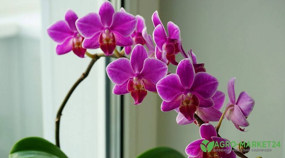 Ошибки в уходе за орхидеей, которые могут ее погубить
