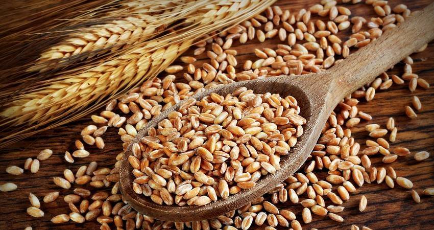 В Беларуси получено 8 миллионов 770 тысяч тонн зерна в амбарном весе