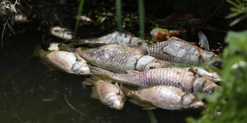 Неожиданный симптом: излечившихся от коронавируса преследует запах рыбы и серы