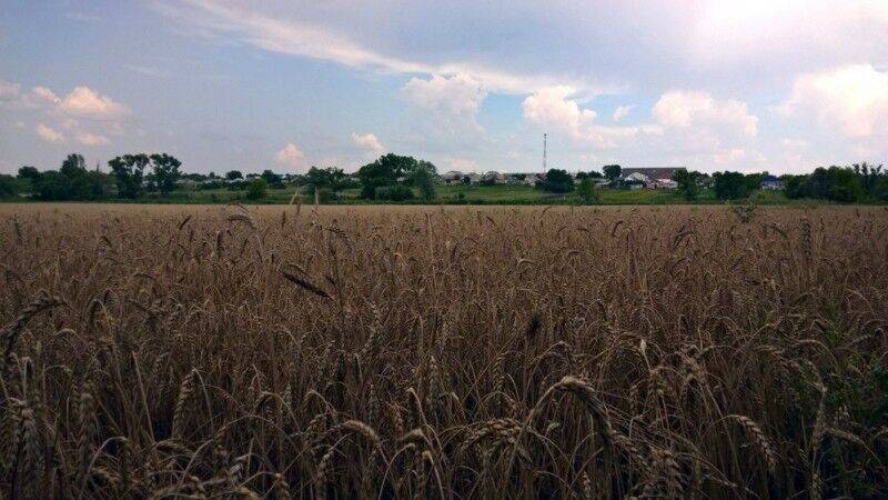 Россия на 20% увеличила поставки зерна за рубеж
