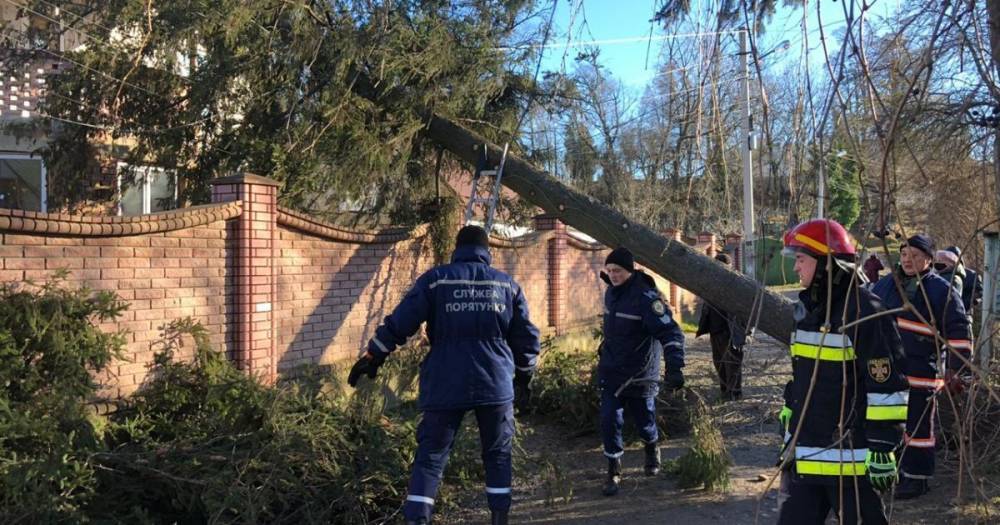 На Прикарпатье сильный ветер повалил деревья на дома людей и дороги (фото) (5 фото)