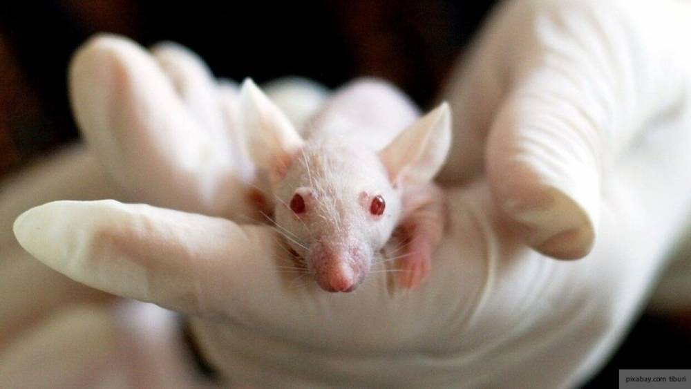 Биологи впервые избавили мышей от глаукомы