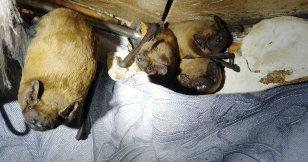 В Ивано-Франковске в многоэтажке обнаружили более 200 летучих мышей, которые готовились к спячке