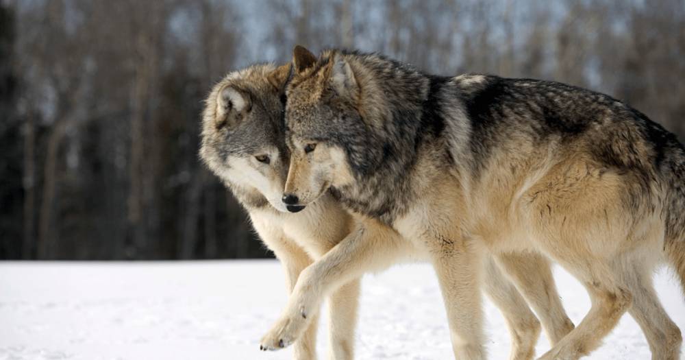 Голодные волки охотятся в селе на Ивано-Франковщине. Численность хищников выросла в 3 раза (видео)