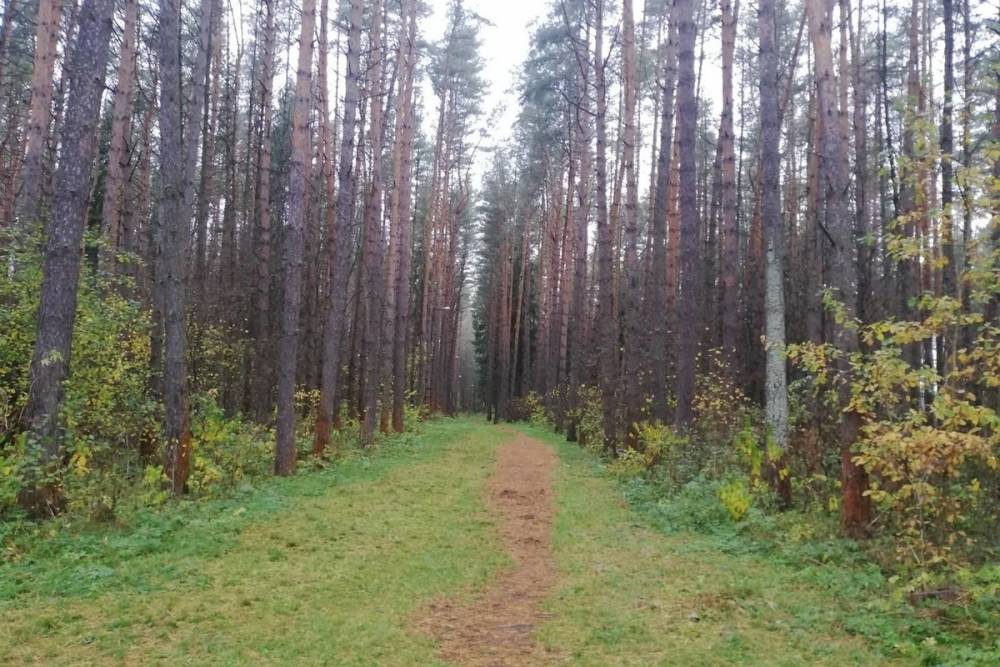 Москвич нарубил на территории Смоленской области деревьев более чем на 3 миллиарда рублей