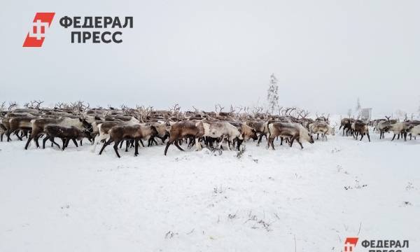 На Ямале оленям грозит голод из-за неустойчивой погоды