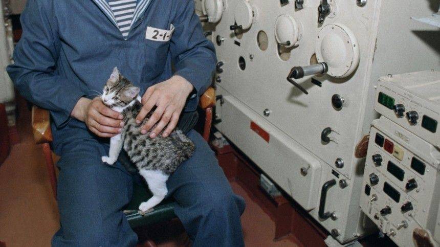 Настоящий морской волк: кошка по кличке Собака 10 лет живет на военном корабле