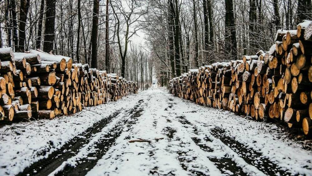 В Тверской области ужесточат контроль оборота древесины