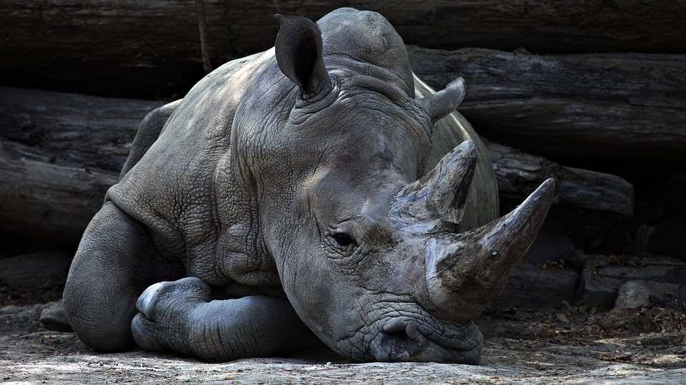 Ученые обнаружили в Сибири останки шерстистого носорога времен Ледникового периода