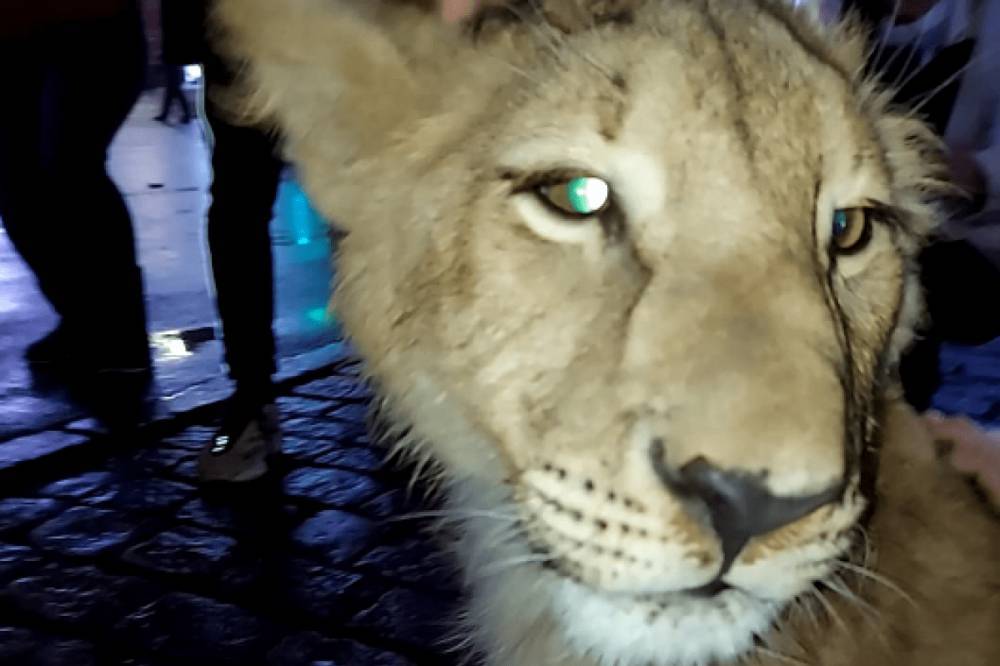 В Харькове возле главной елки мужчина выгуливал львенка на поводке: фото, видео