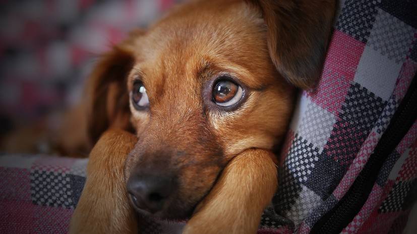 Кинологи рассказали, как помочь собаке справиться со стрессом в новогодние праздники