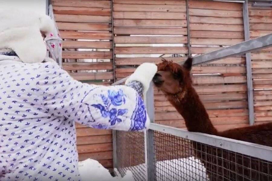 Животным Московского зоопарка раздали новогодние подарки