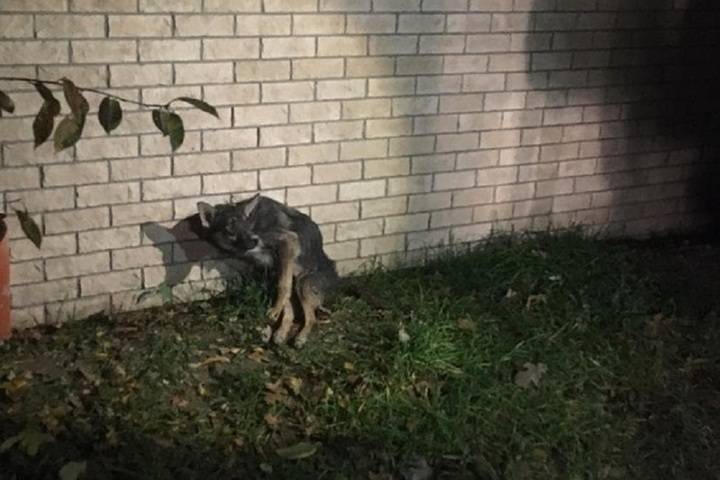 В Новороссийске из ливневки достали травмированную собаку