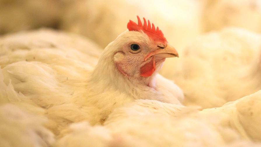 Япония уничтожила два миллиона кур за месяц из-за птичьего гриппа