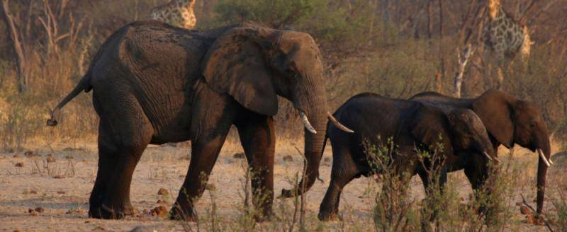 Засуха в мире – ООН заявила о катастрофе, Намибия продаёт слонов