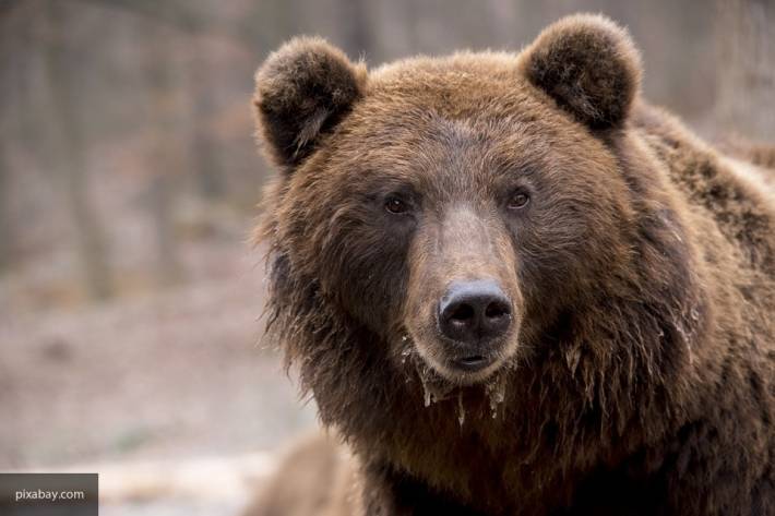 Пропавшая в горах Пиренеи британка могла быть убита медведем