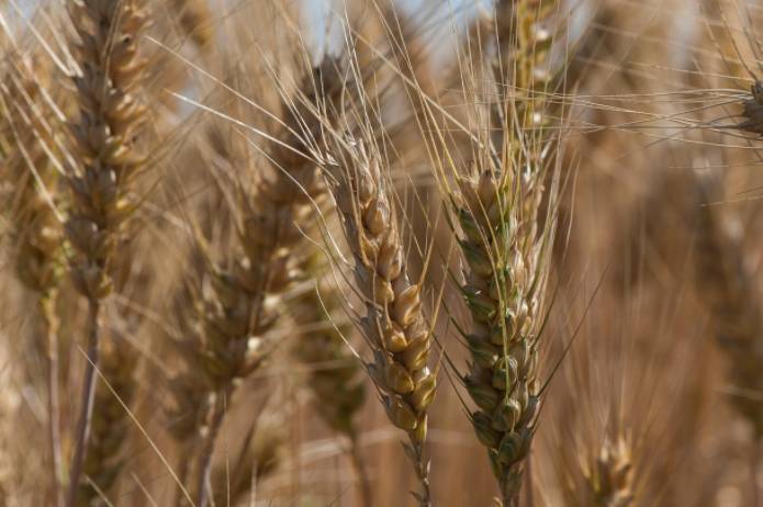 Российское правительство обрушило цены на пшеницу на международном рынке