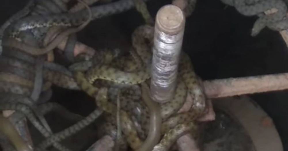 В Одесской области просто в водопроводе нашли гнездо змей