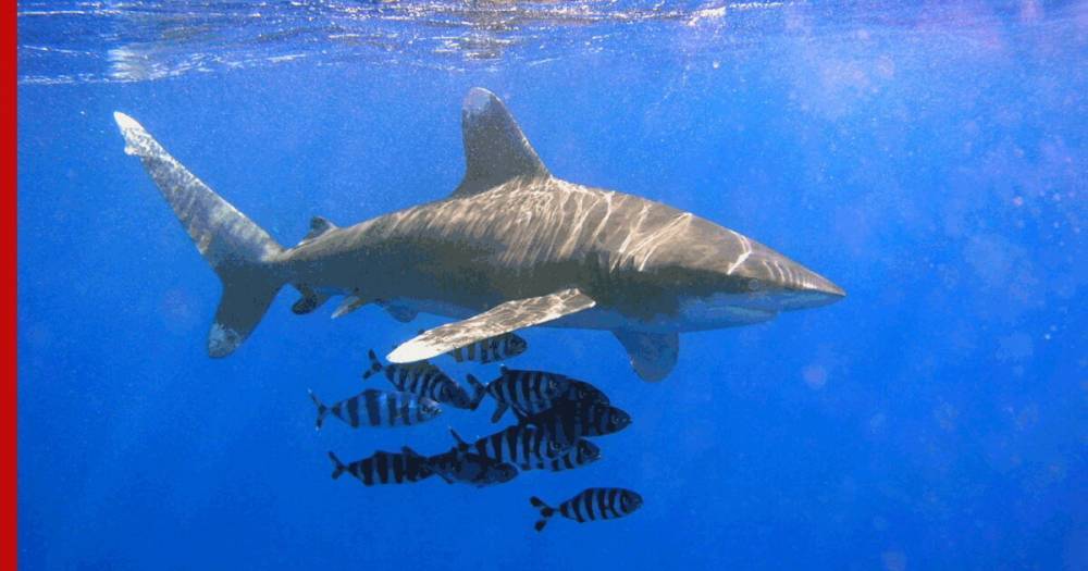 Спасение ныряльщицы от акулы в Египте попало на видео