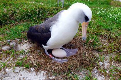 Старейшая птица планеты: 70-летняя самка альбатроса отложила яйцо