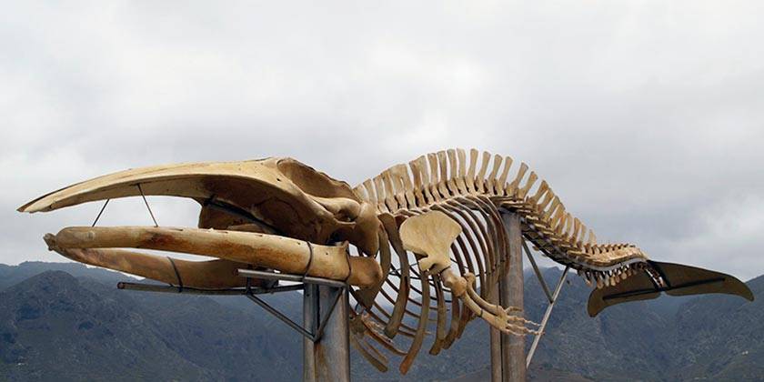 Идеально сохранившийся скелет кита возрастом 5000 лет нашли в Таиланде