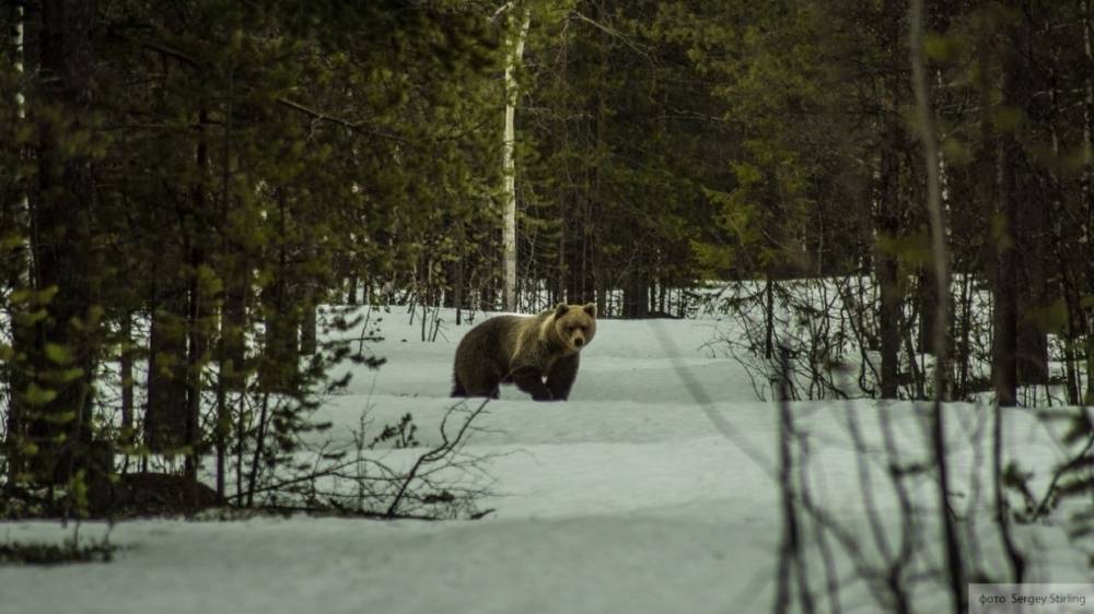 Американец спас четвероногого друга от разъяренного медведя