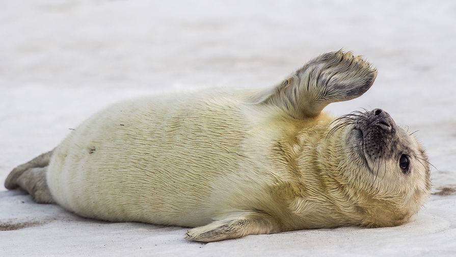 Прокуратура проверит обстоятельства массовой гибели тюленей в Дагестане
