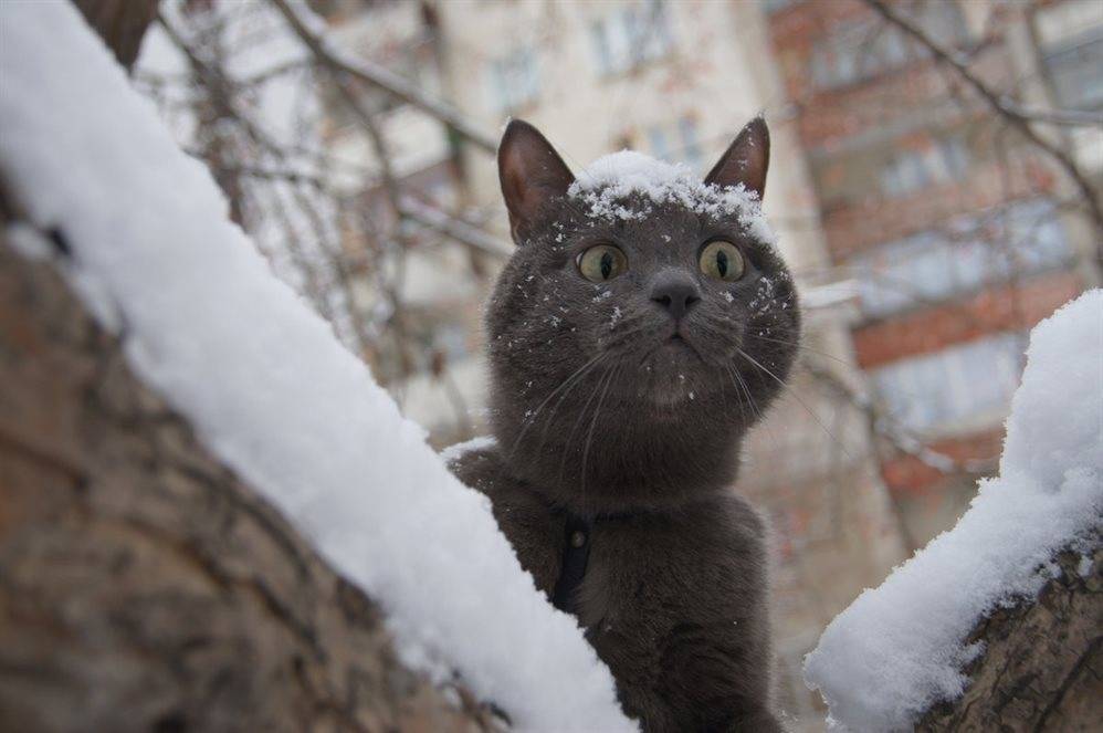 Снега не будет, будет мороз. Погода в Ульяновской области на 7 декабря
