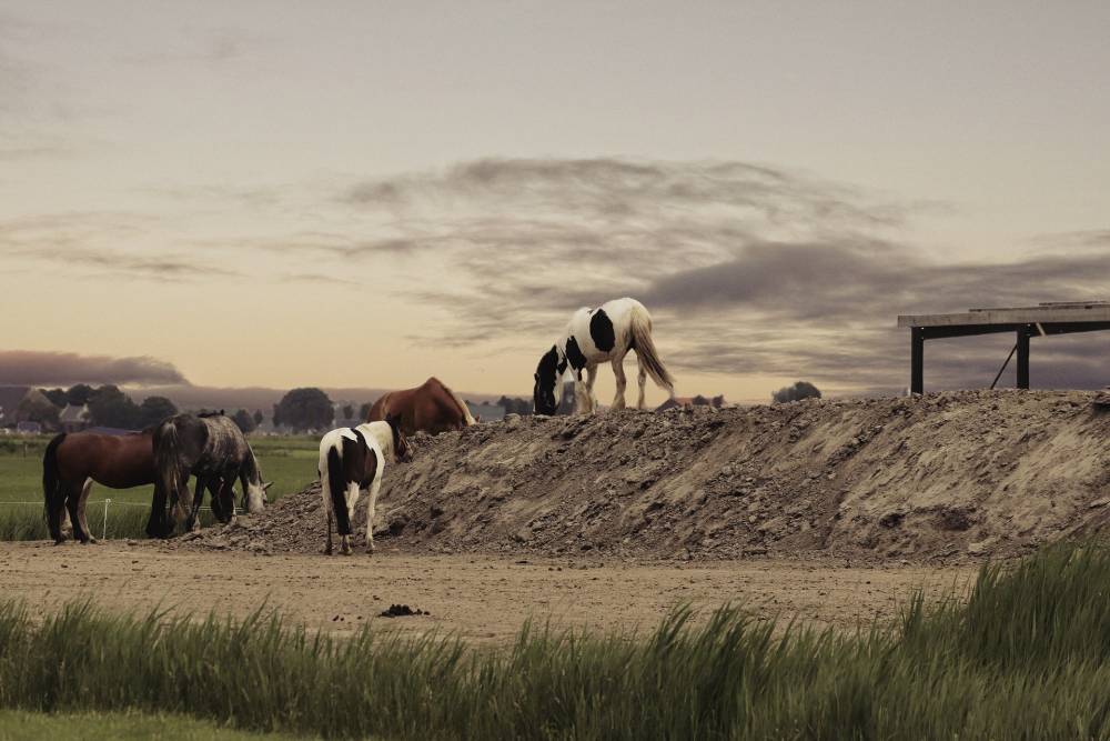 В Башкирии ограничат бесконтрольный выпас лошадей