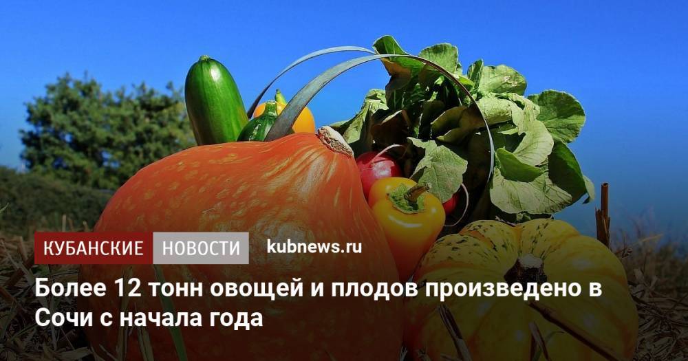 Более 12 тонн овощей и плодов произведено в Сочи с начала года