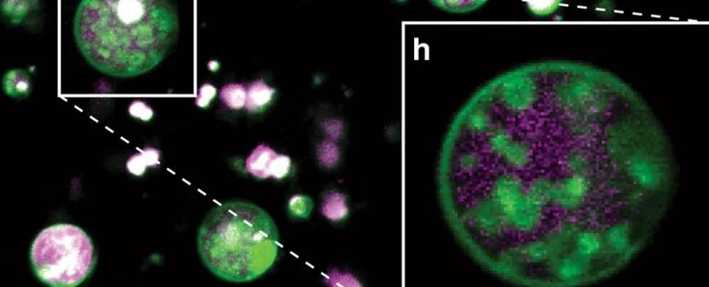 Ученые обнаружили скрытую внутри клеток растений неожиданную структуру