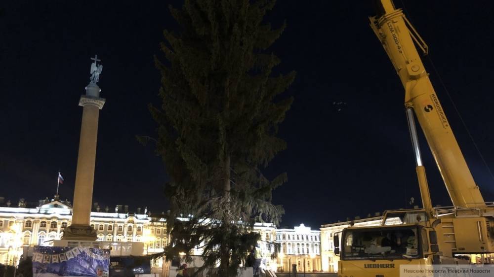 Главную елку Санкт-Петербурга привезли на Дворцовую площадь