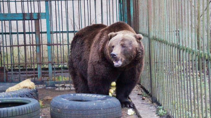 Медведи Петербурга отправились на зимнюю спячку