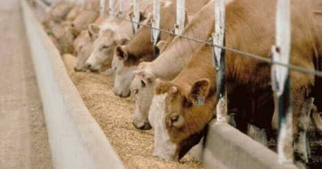 В Согдийской области увеличилось поголовье крупного и мелкого рогатого скота, птиц и лошадей