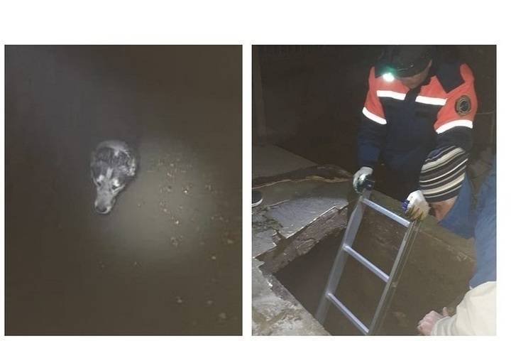В Новороссийске спасли собаку, провалившуюся в выгребной туалет