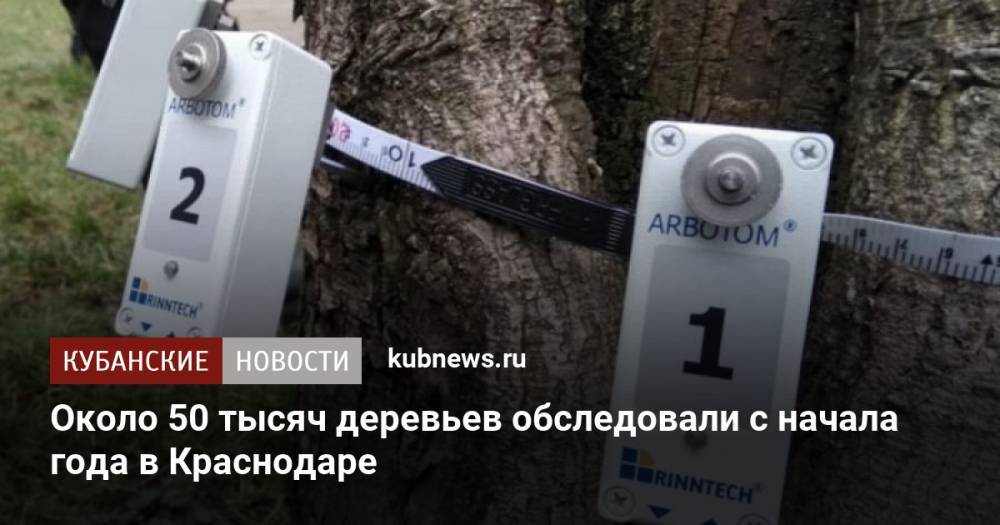 Около 50 тысяч деревьев обследовали с начала года в Краснодаре