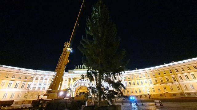 В Северной столице на Дворцовой площади впервые за 7 лет установлена живая новогодняя елка