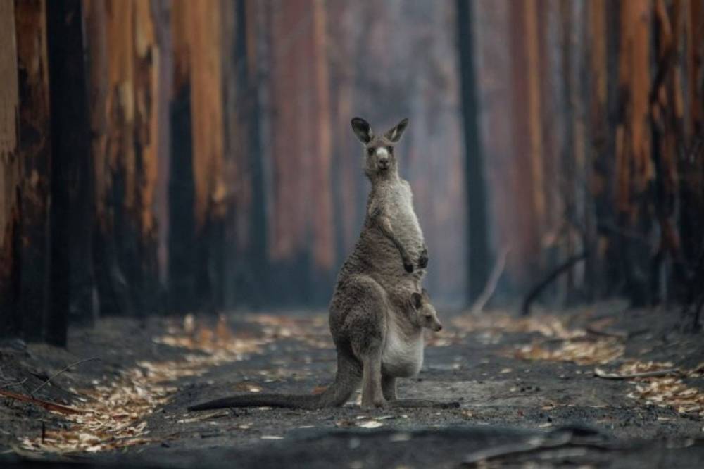 Более 3 миллиардов животных пострадало от лесных пожаров в Австралии