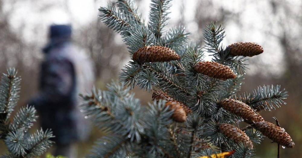 В России спрос на живые ёлки снизился на 30% за три года