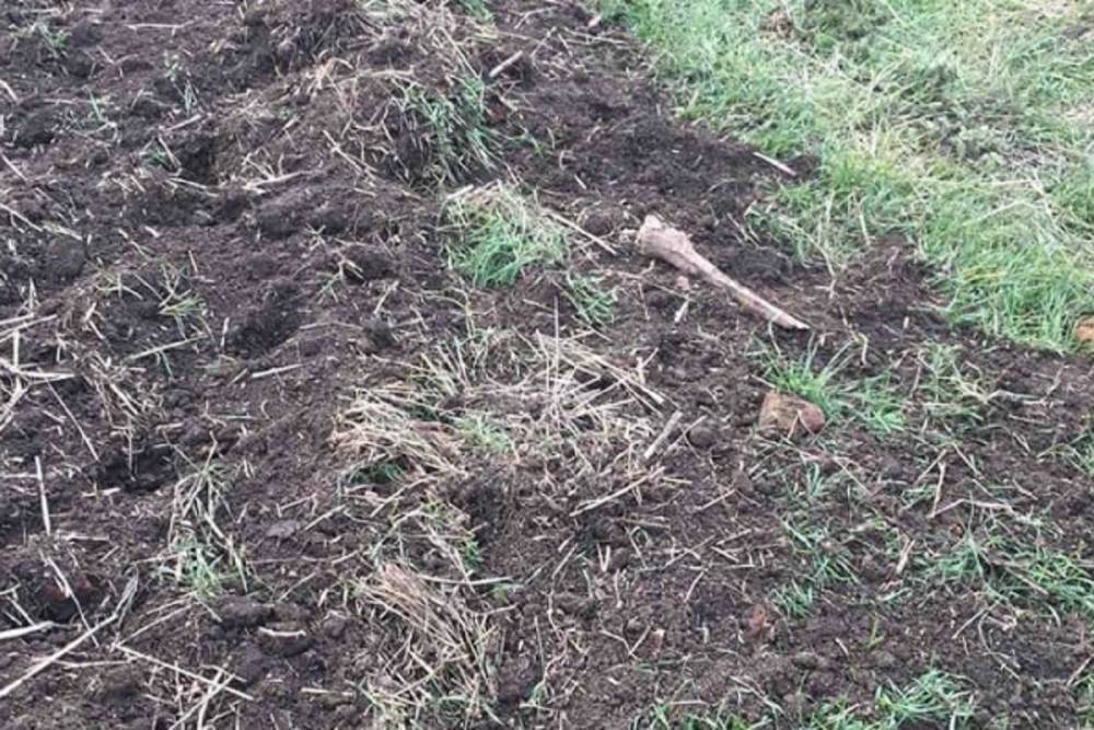Поле засеяно костями: в Запорожье фермер вспахал старое еврейское кладбище – фото