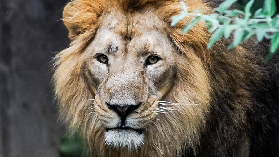 В зоопарке Барселоны четыре льва заболели COVID-19
